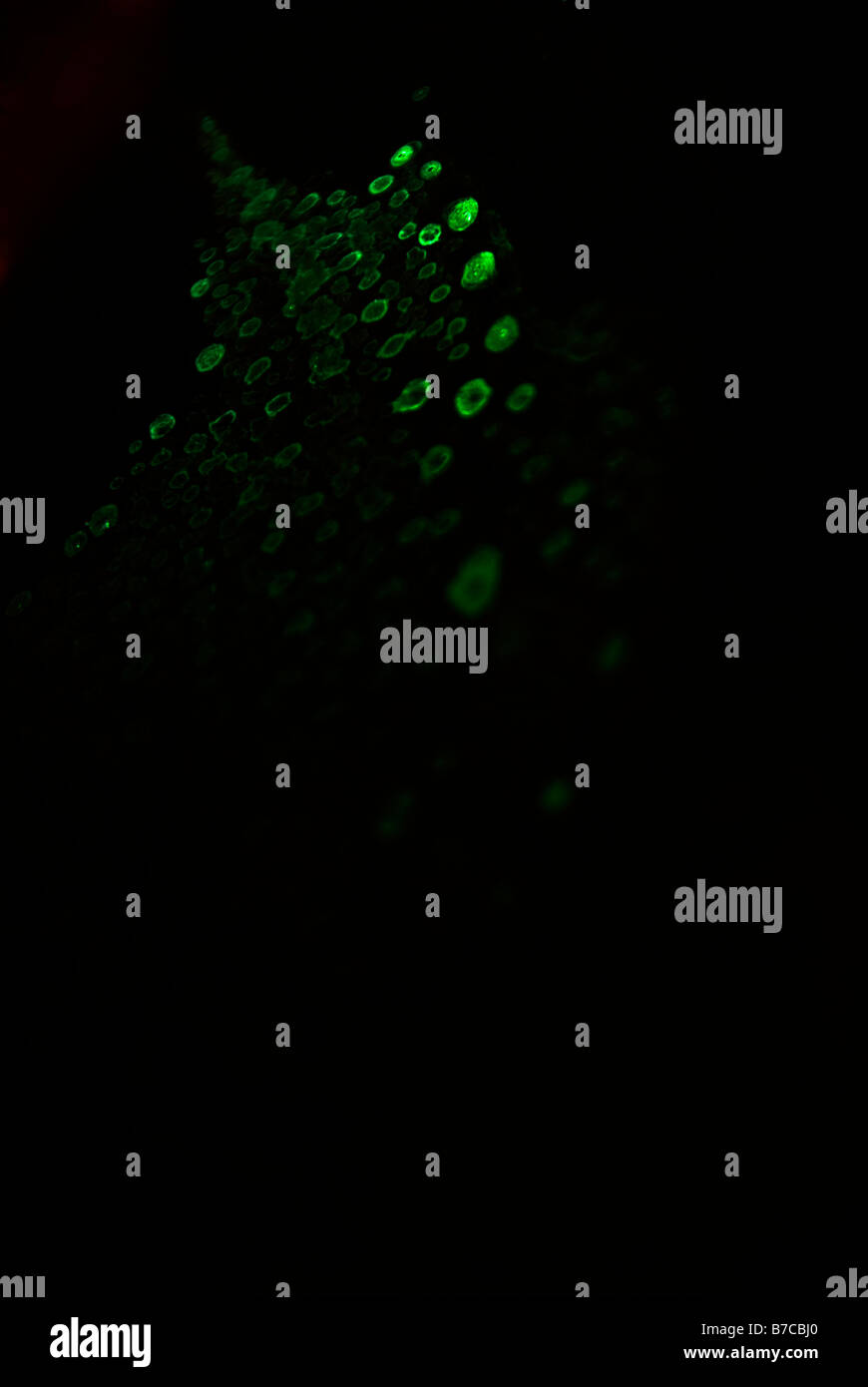 Abstract black background vertical hi-res stock photography and images ...