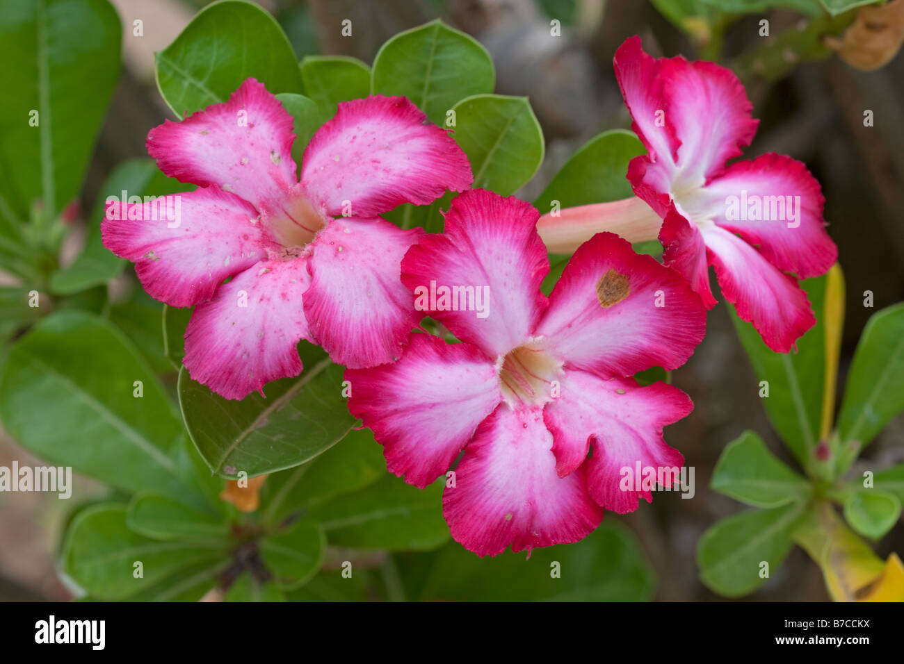 Flowers of desert rose Adenium obesum Mombasa Kenya Stock Photo Alamy