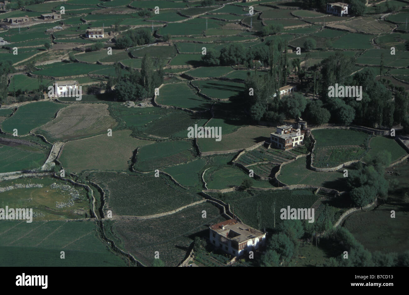 village fields below Namgyal Tsemo gompa Leh Ladakh Jammu and Kashmir India Stock Photo