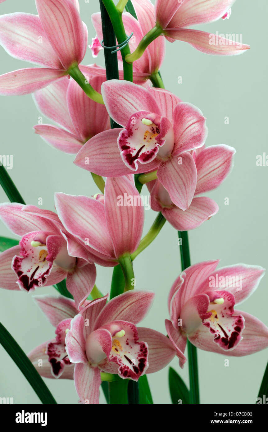 Cymbidium Hybrid pink red tint tinge Orchid flowers exotic asian flower blooming long time lasting Stock Photo