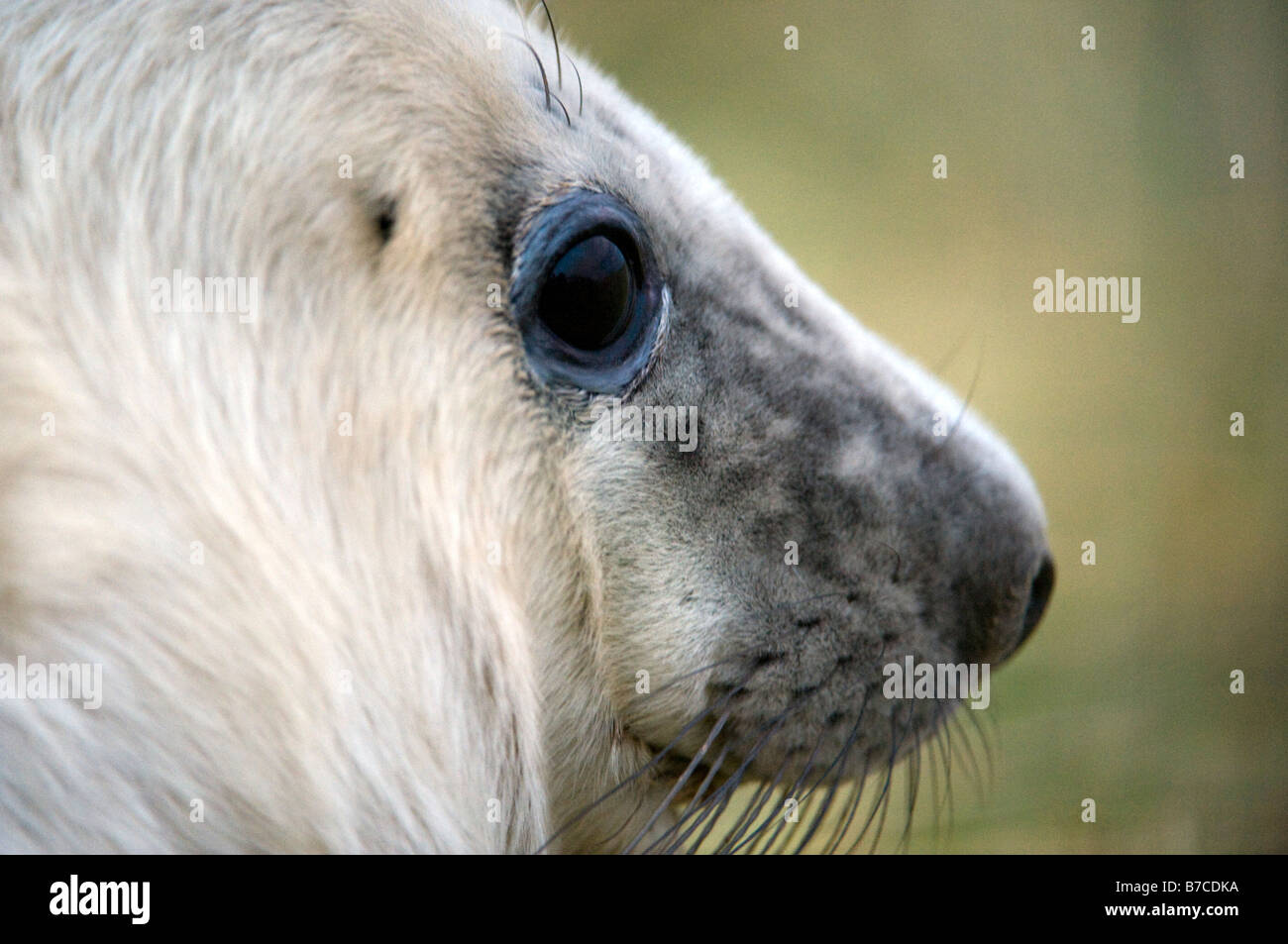 Grey seal pup (Halichoerus grypus) Stock Photo