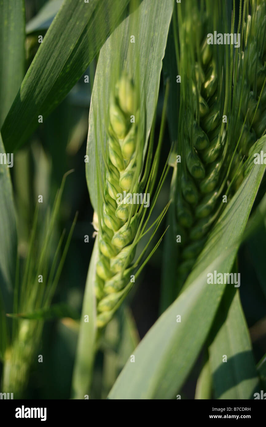 Young corn leaves hi-res stock photography and images - Alamy