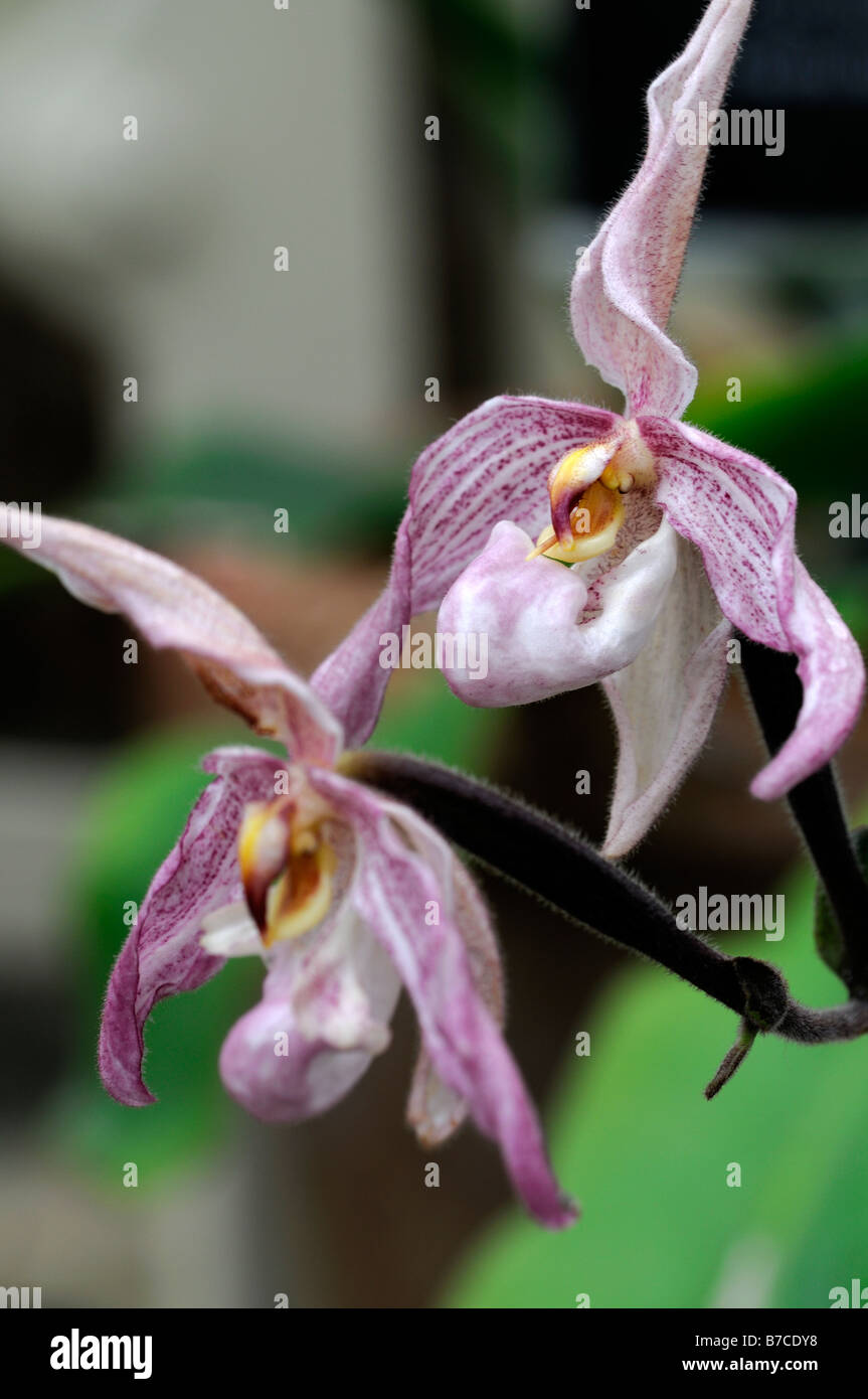 paphiopedilum pink lady's slipper orchid flower bloom blooming flowering Stock Photo
