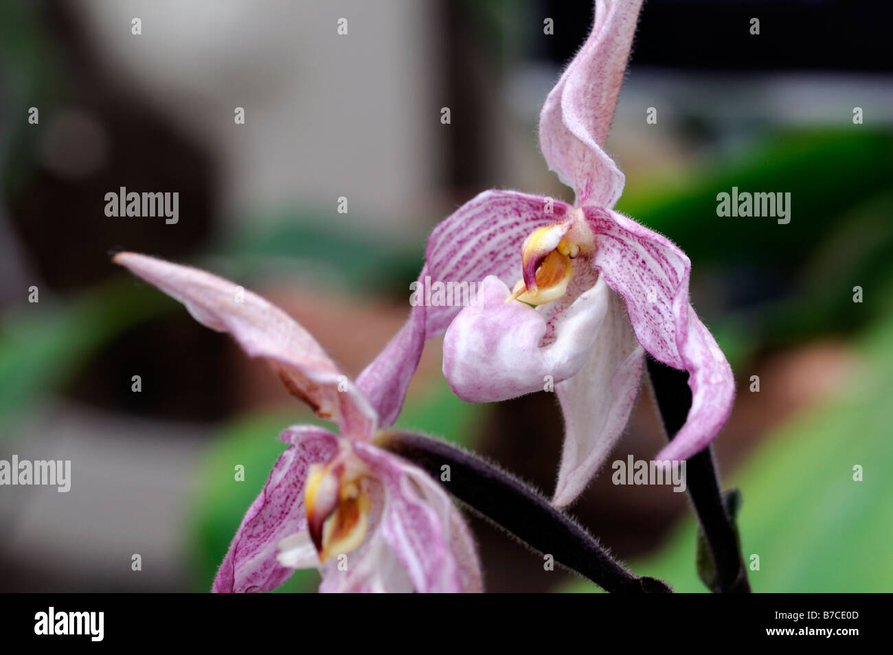 paphiopedilum pink lady's slipper orchid flower bloom blooming flowering Stock Photo