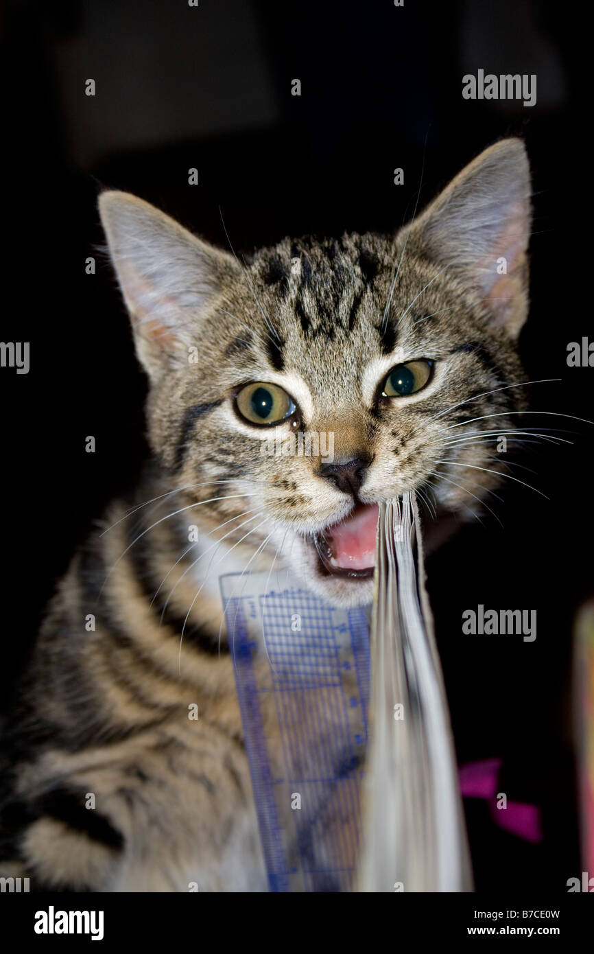 Pretty tabby cat playing biting a ruler Stock Photo Alamy
