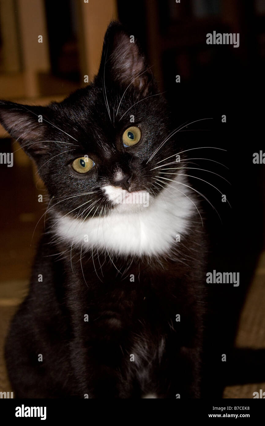 Portrait of black and white cat white whiskers green eyes Stock Photo