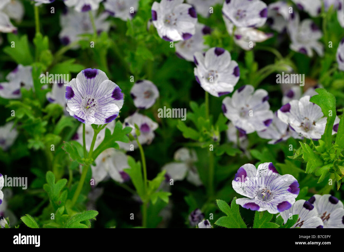 Nemophila Maculata Five Spot Spring Flowering Annual Flower Bloom Stock Photo Alamy