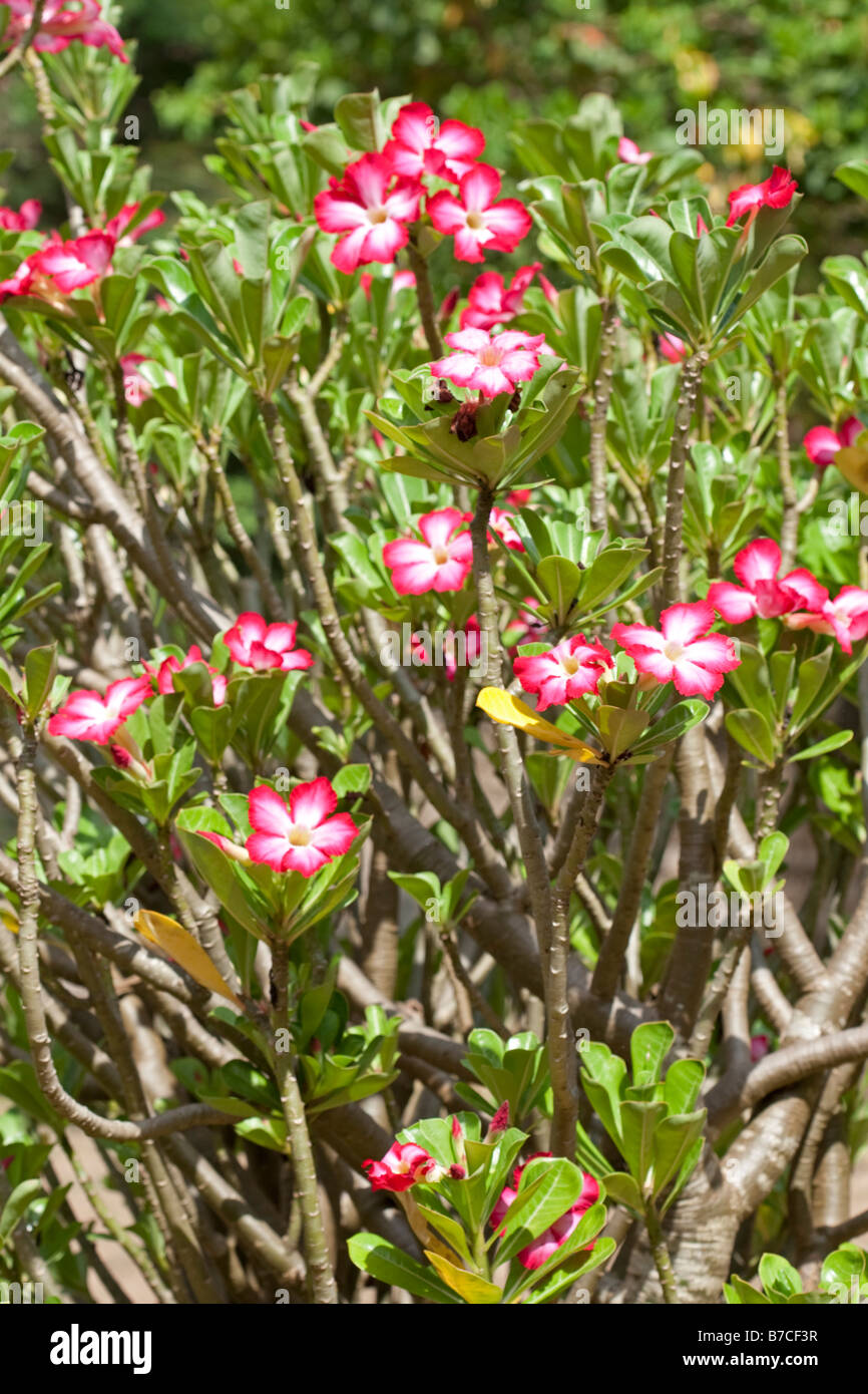 Flowers of desert rose Adenium obesum Mombasa Kenya Stock Photo Alamy