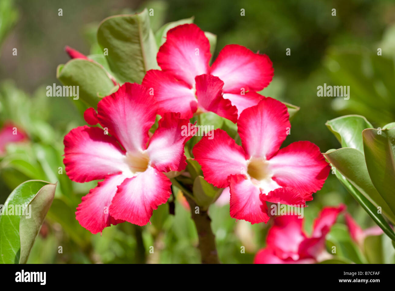 Flowers of desert rose Adenium obesum Mombasa Kenya Stock Photo Alamy
