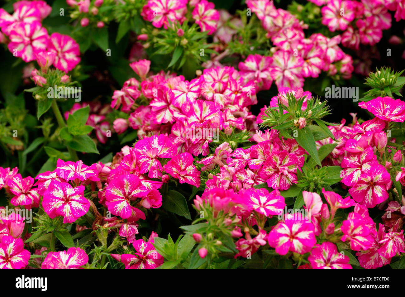 Phlox drummondii grammy pink white flower closeup close up macro bloom blossom annual bedding container plant Stock Photo