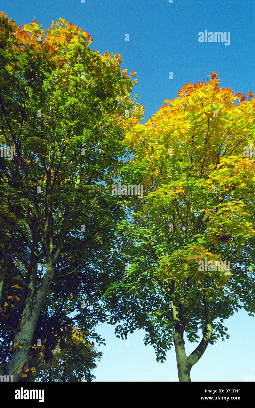 Autumn Trees, Widnes Road Traffic Island, Penketh, Warrington, England, Autumn 2008 Stock Photo