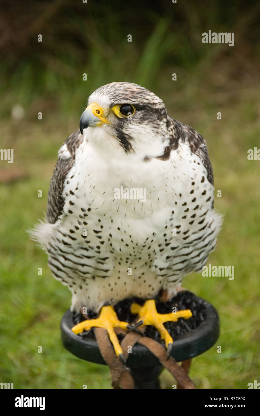 Peregrine Falcon tethered Stock Photo - Alamy