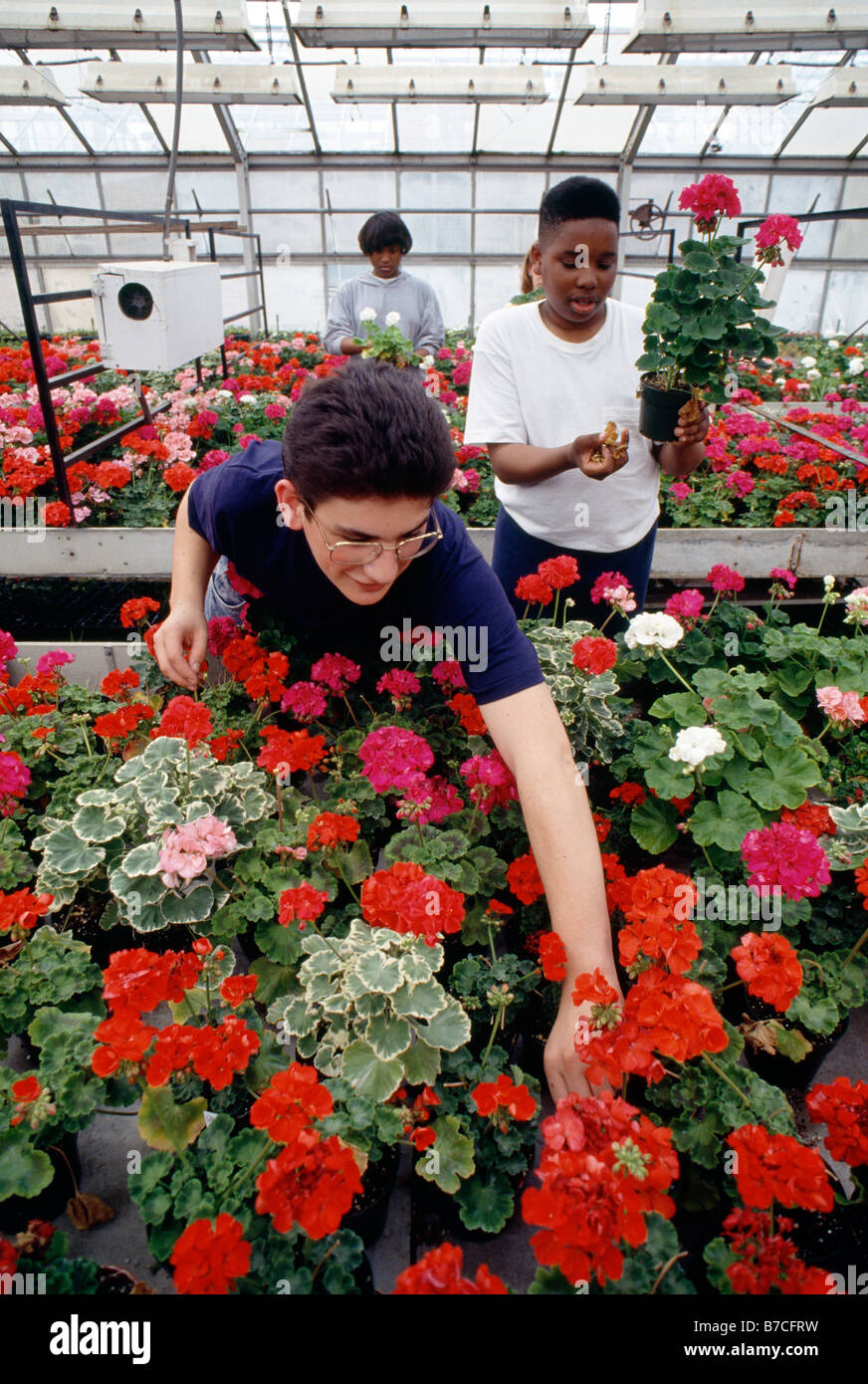 Students tending geraniums at Philadelphia's Saul High School of Agricultural Sciences, Philadelphia, Pennsylvania, USA Stock Photo