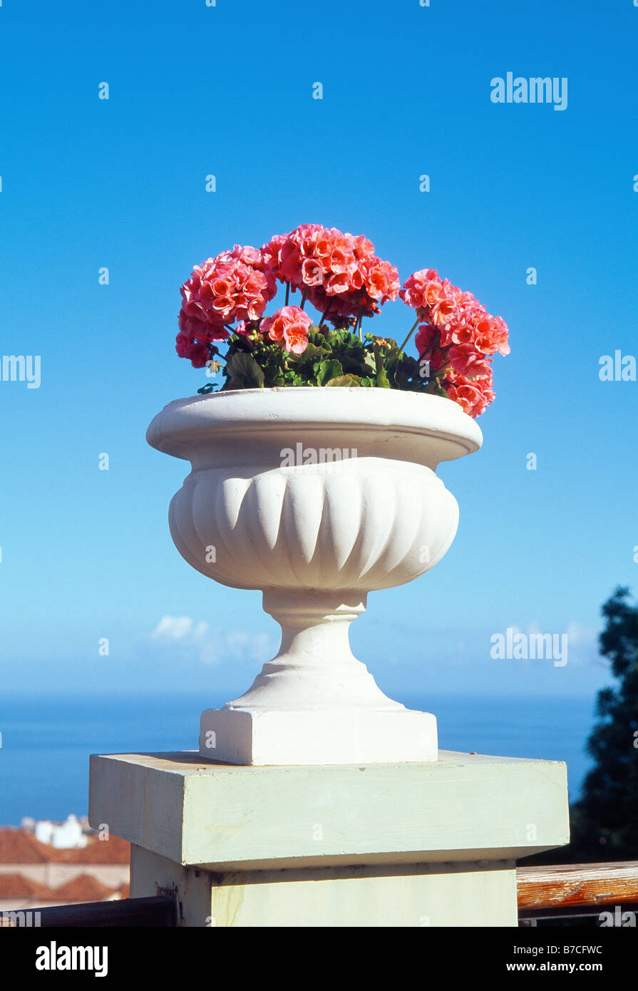 Geranium flowers in white pot. La Orotava. Tenerife island. Canary Islands. Spain. Stock Photo