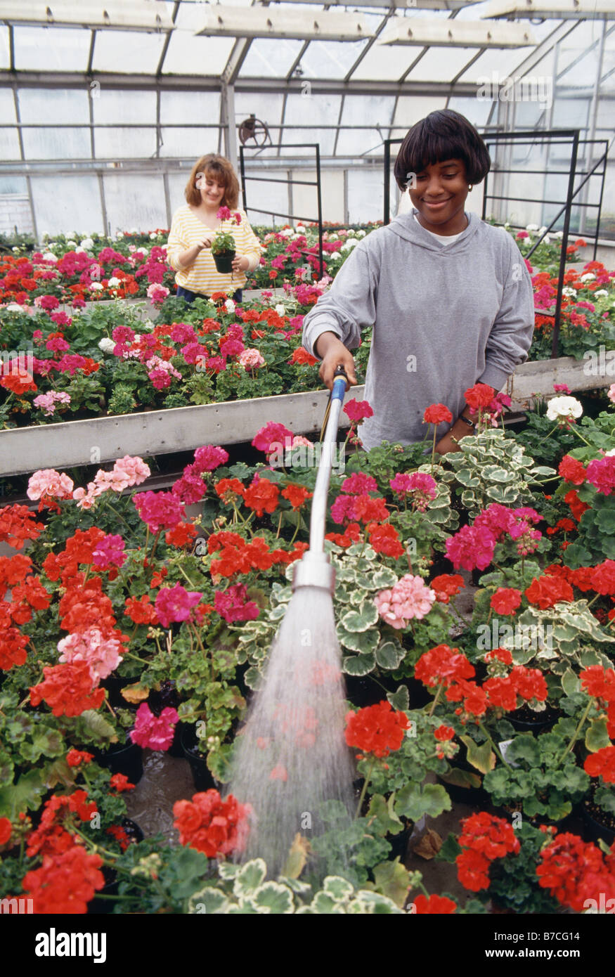 Students tending geraniums at Philadelphia's Saul High School of Agricultural Sciences, Philadelphia, Pennsylvania, USA Stock Photo