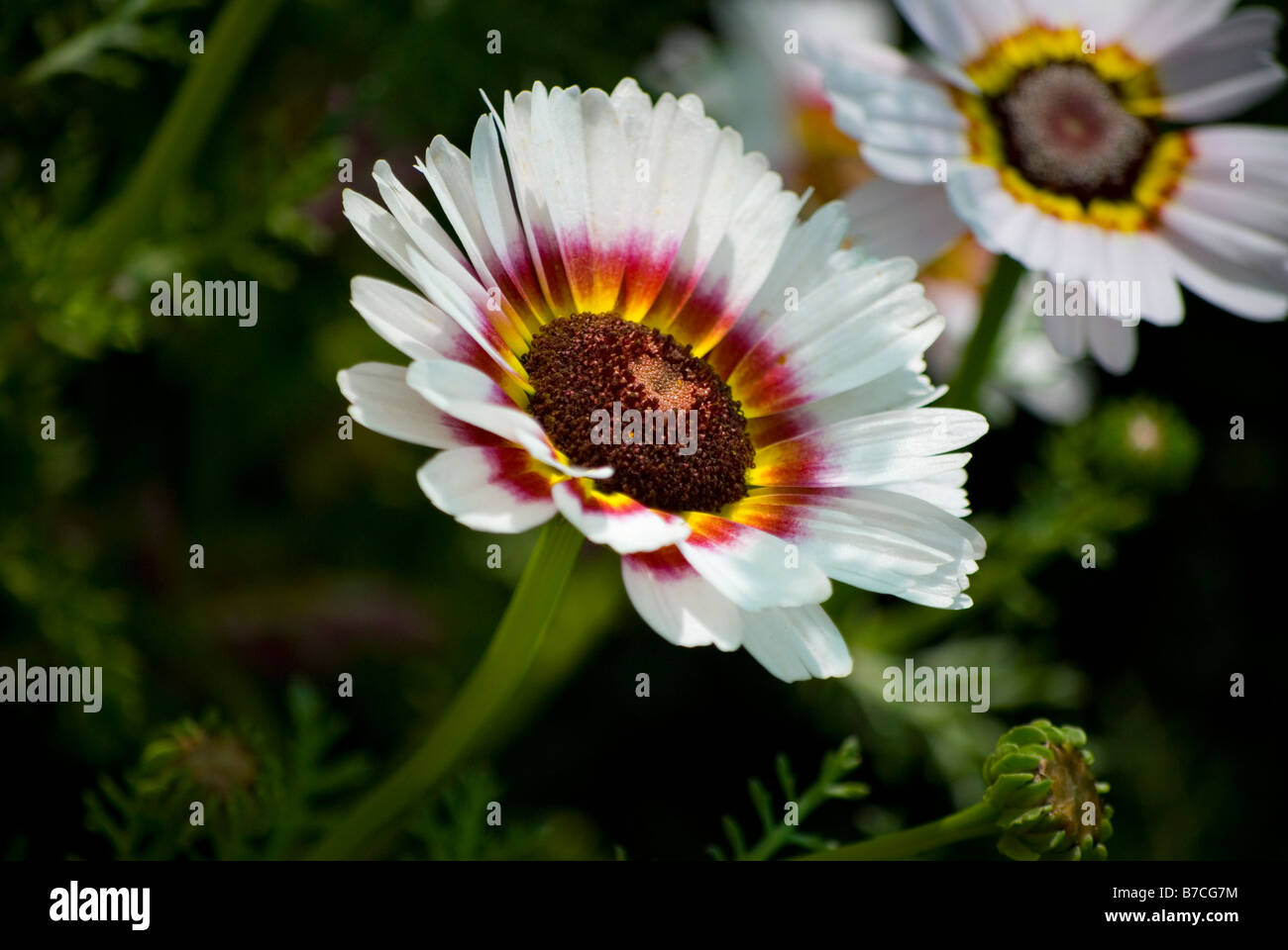 Painted Daisy Stock Photo