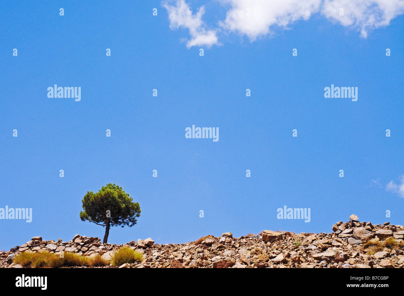 solitary tree and blue sky Stock Photo