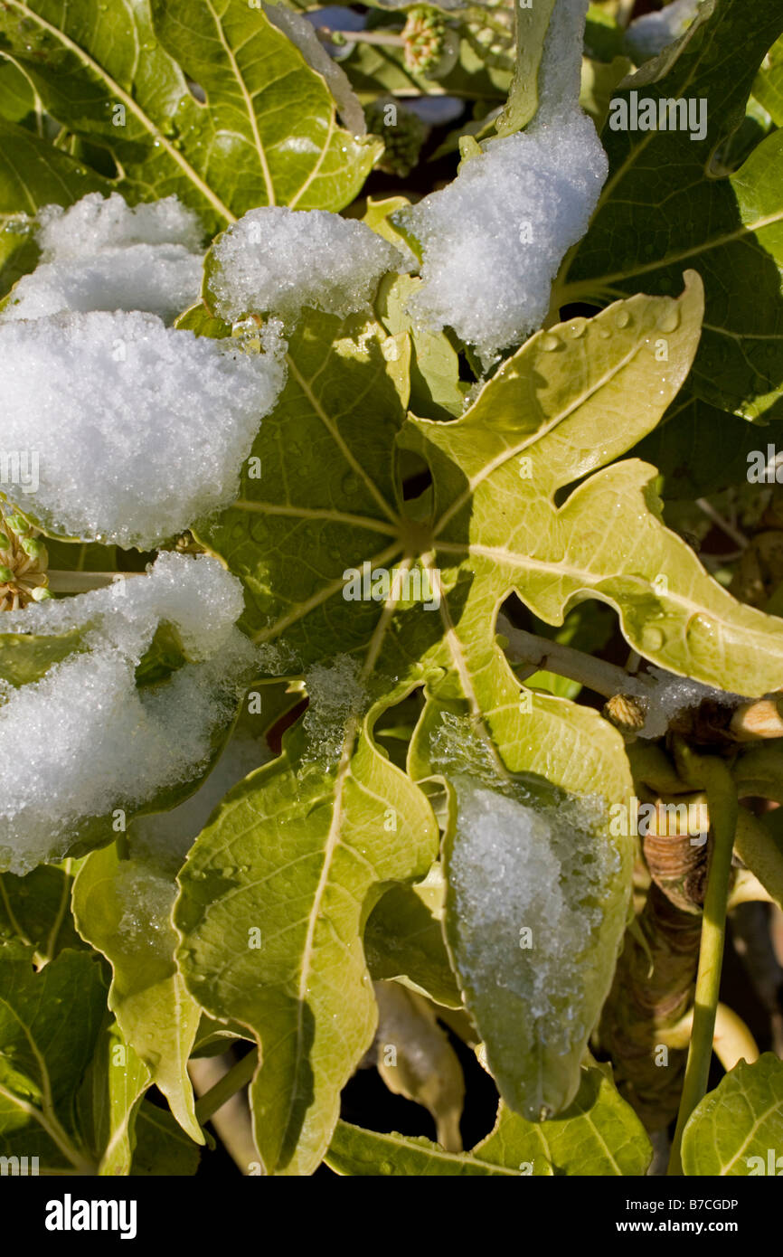 Japanese aralia Fatsia japonica leaf in snow UK Stock Photo