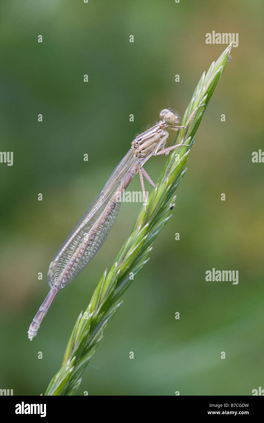 White legged Damselfly Paltycnemis pennipes resting on grass stem Stock ...