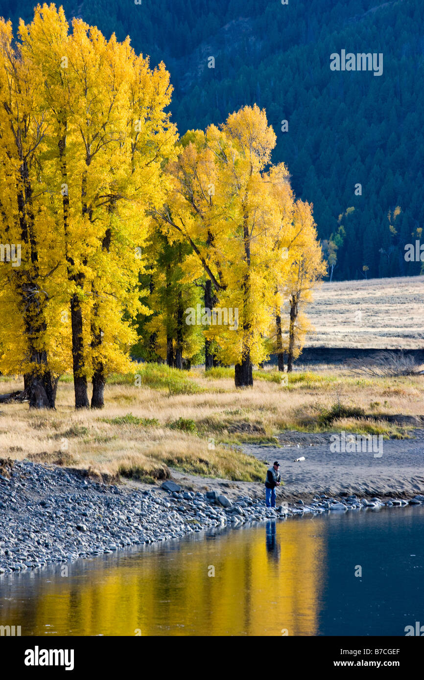 Fly fisherman on the Lamar River, Yellowstone National Park, Wyoming, USA Stock Photo