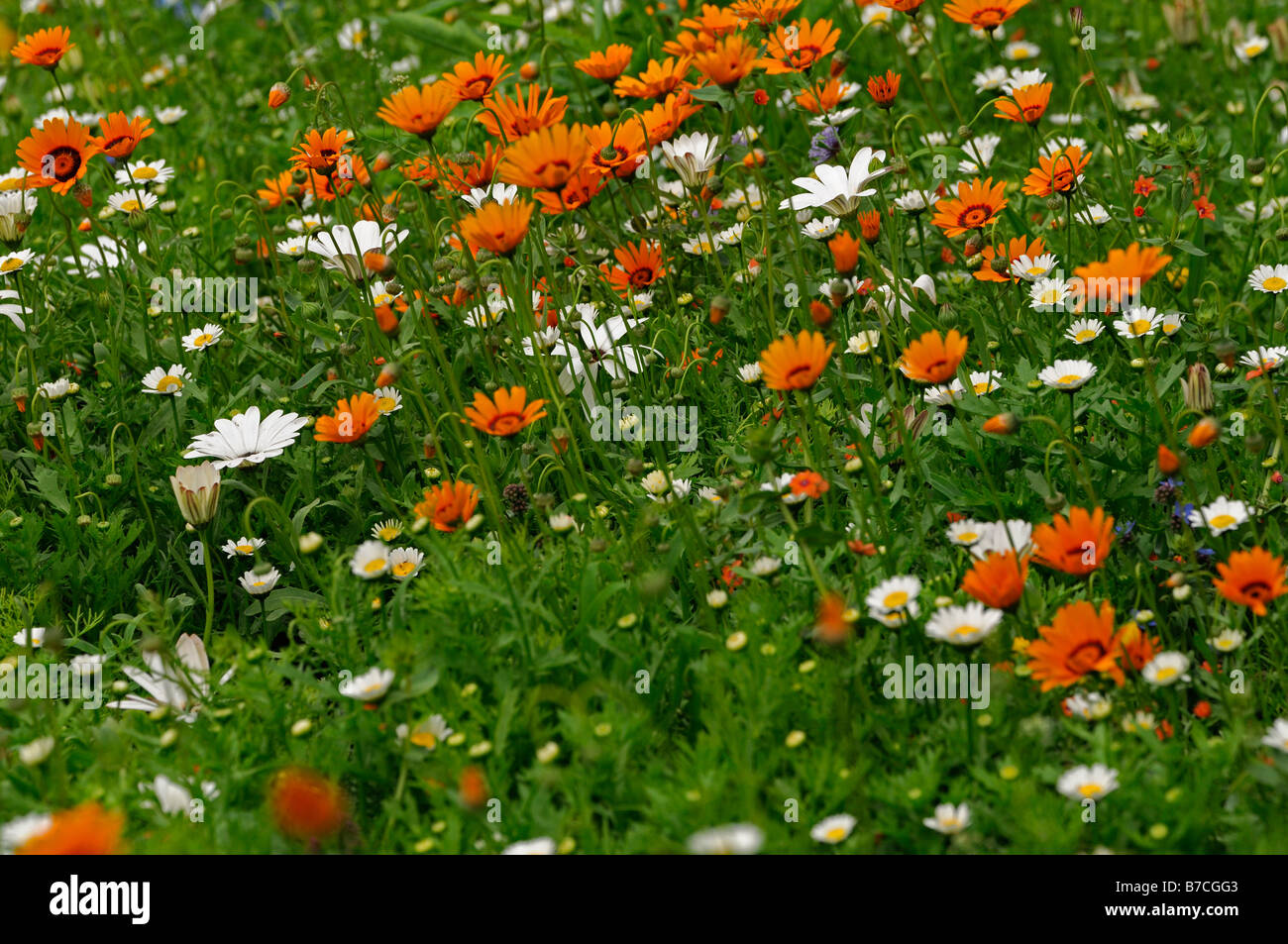 wildflower mix bohemian rhapsody white orange purple flower blossom bloom  mass carpet of flowers Stock Photo - Alamy