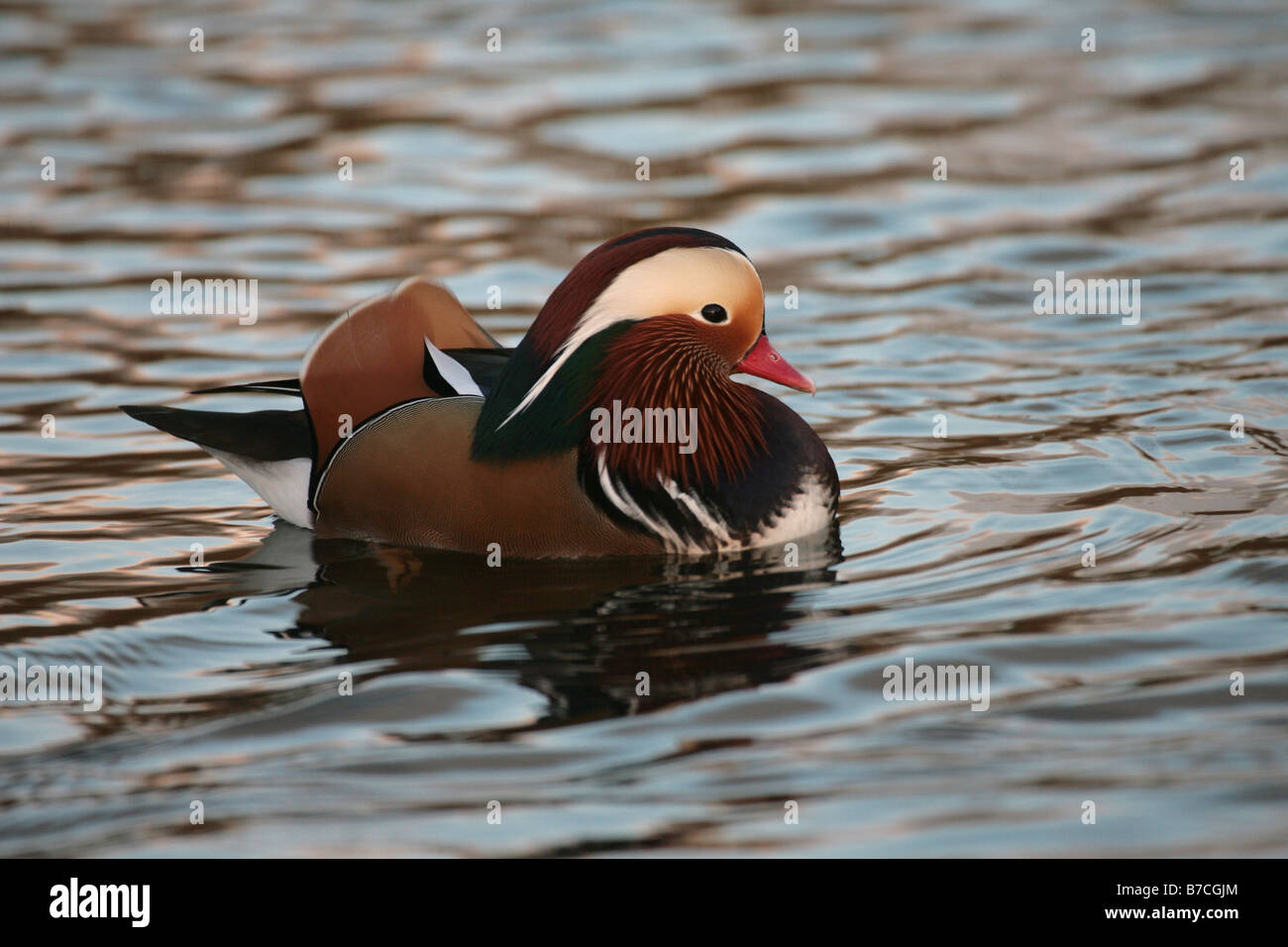 Male Mandarin Duck Aix galericulata Stock Photo - Alamy