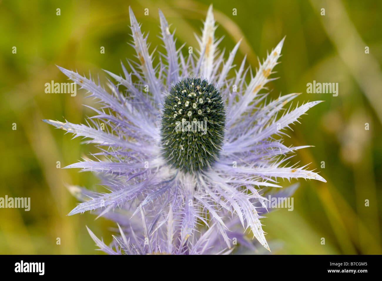 Wild Blue Sea Holly Eryngium alpinum or Blue Distil Stock Photo Alamy
