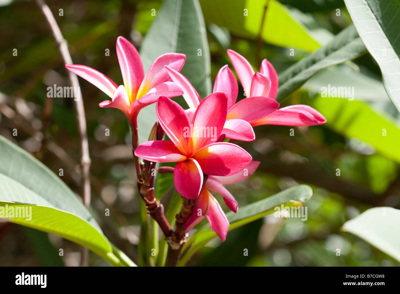 Flowers of frangipani Mombasa Kenya Stock Photo Alamy