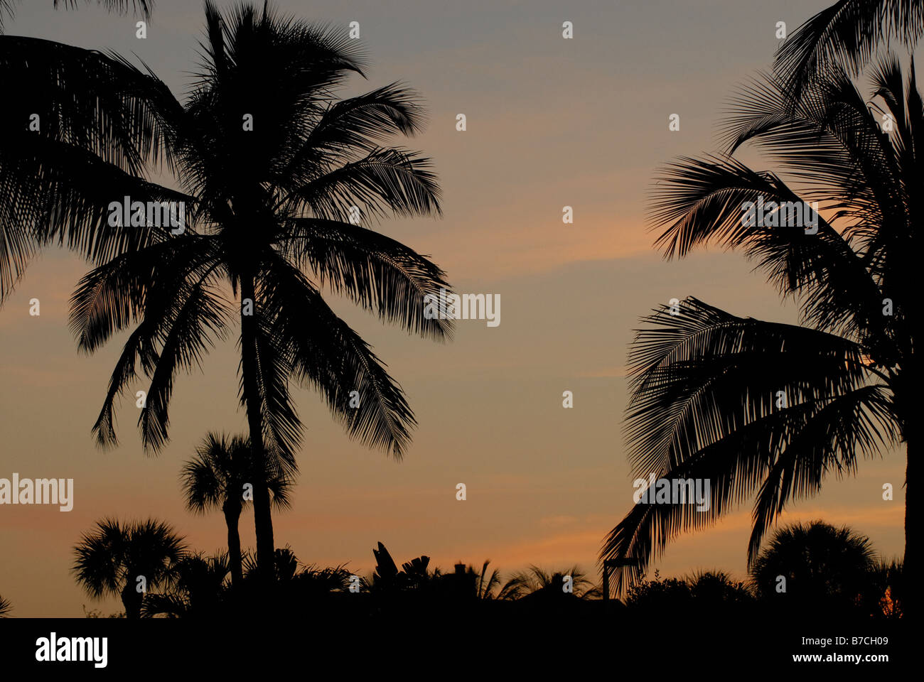 Hawaii sunset palm trees red hi-res stock photography and images - Alamy
