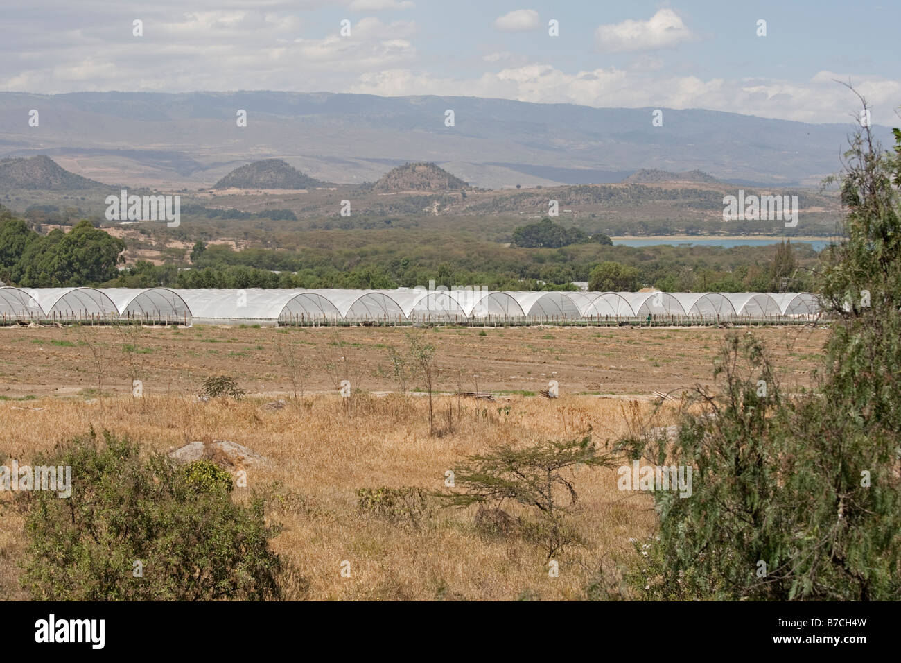Greenhouses on flower farms Lake Naivasha Rift Valley Kenya Stock Photo