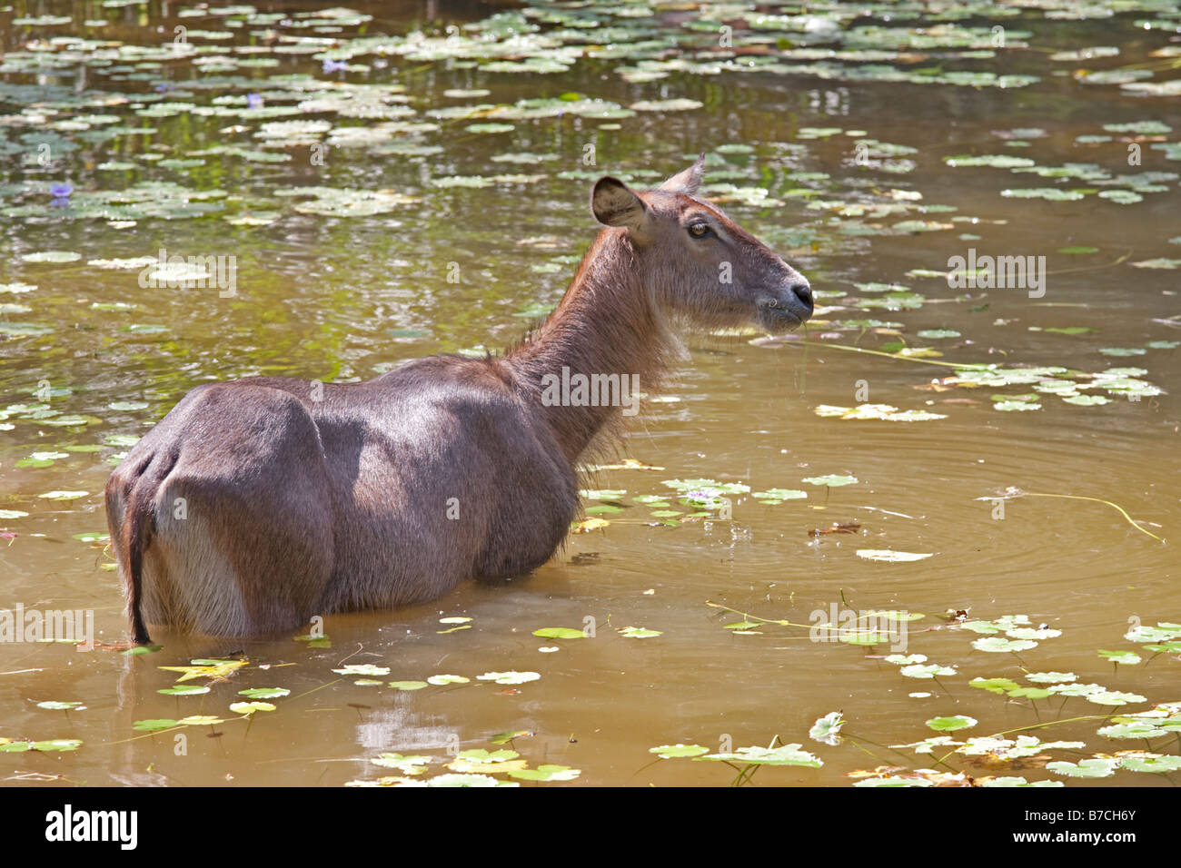 Common waterbuck wading in pool Haller Park Mombasa Kenya Stock Photo