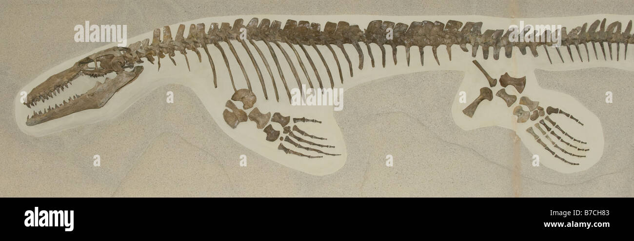 Fossil Mosasaur, Aquatic Reptile, (Platecarpus sp.) Late Cretaceous, Niobrara Chalk Formation, Kansas Stock Photo