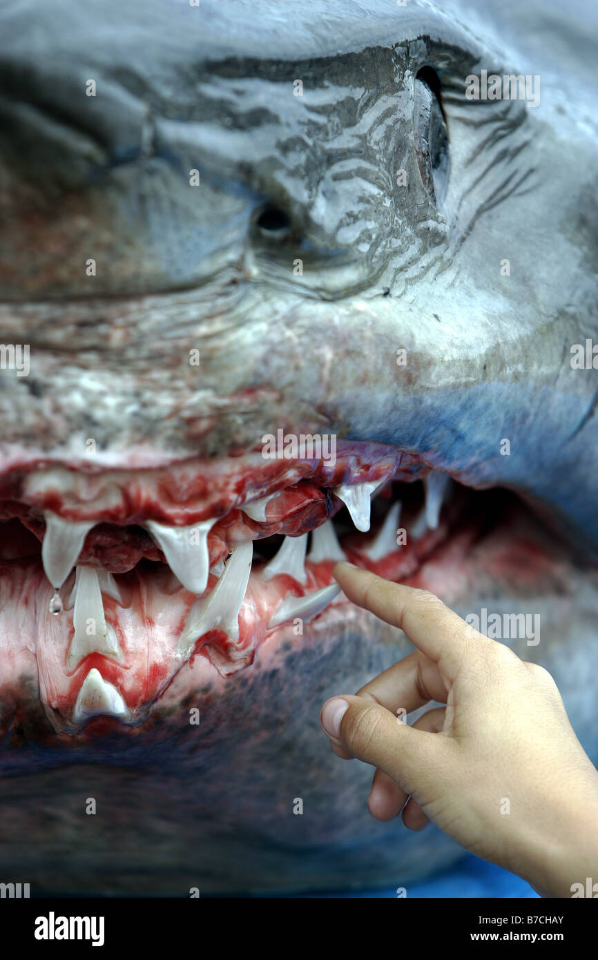 3.3m mako shark on Mapua wharf, New Zealand, photographed during a public dissection Stock Photo