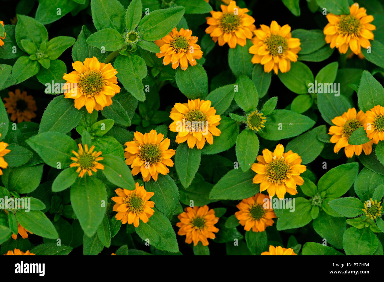 Sanvitalia procumbens cultivar irish eyes profuse profusion flower flowers bloom golden orange color colour green eye Stock Photo