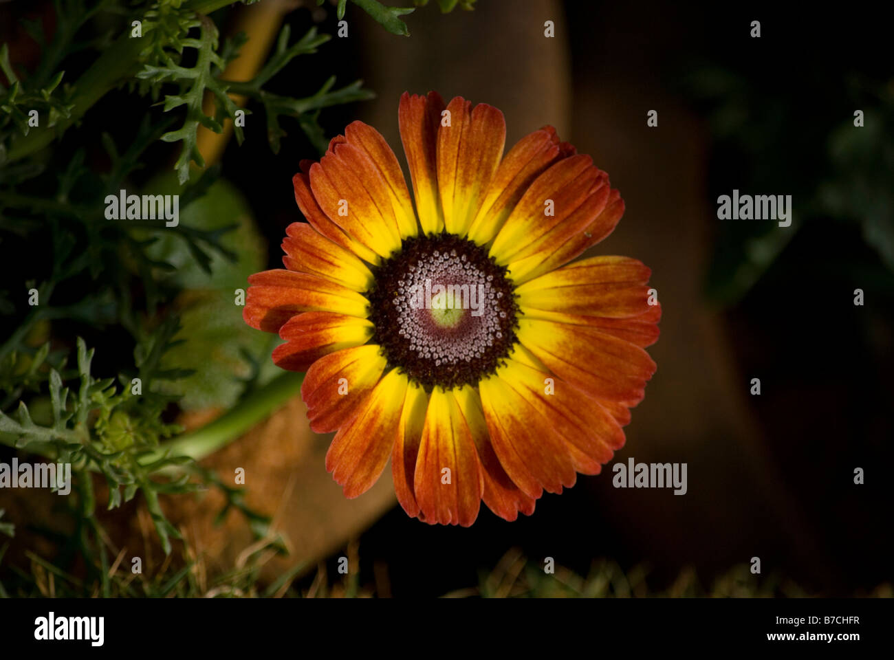 Painted Daisy Flower Stock Photo