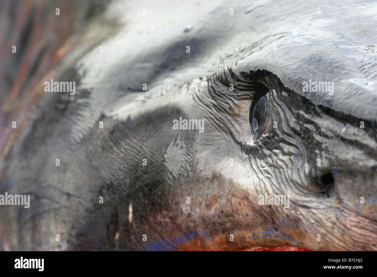 3.3m mako shark on Mapua wharf, New Zealand, photographed during a public dissection Stock Photo
