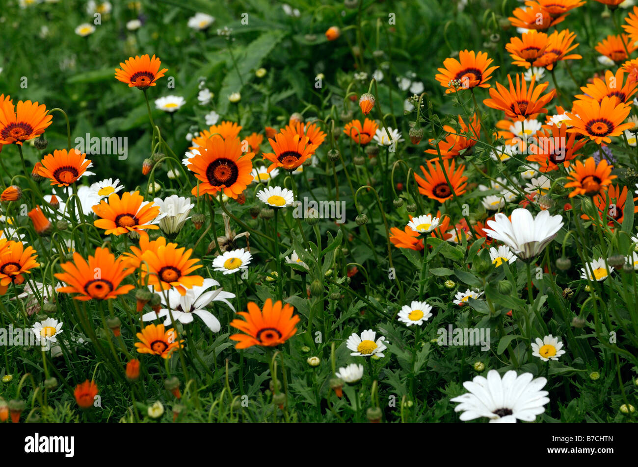 wildflower mix bohemian rhapsody white orange purple flower blossom bloom mass carpet of flowers Stock Photo
