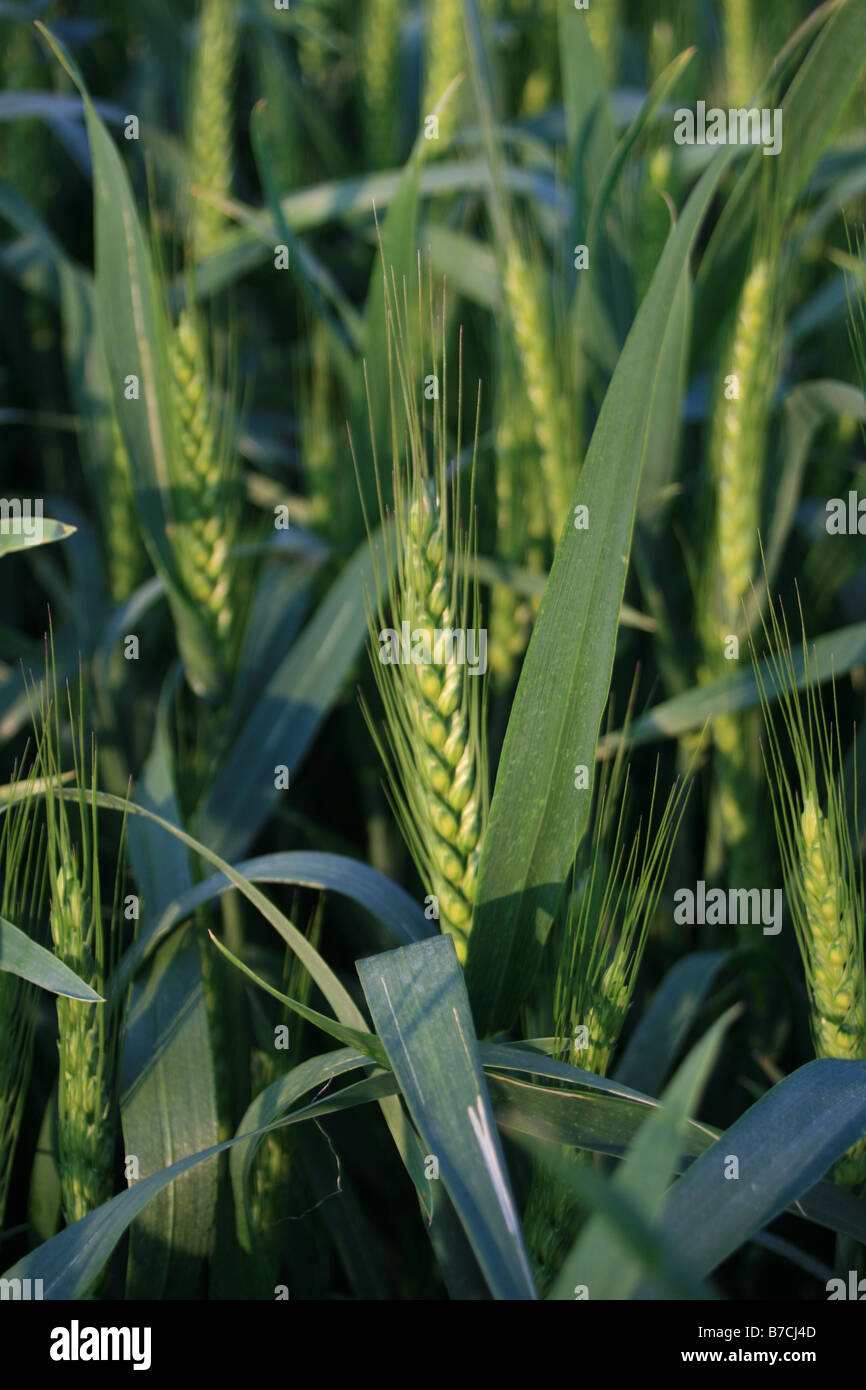 Comp Fieldberry Green field in early hi-res stock photography and images - Alamy
