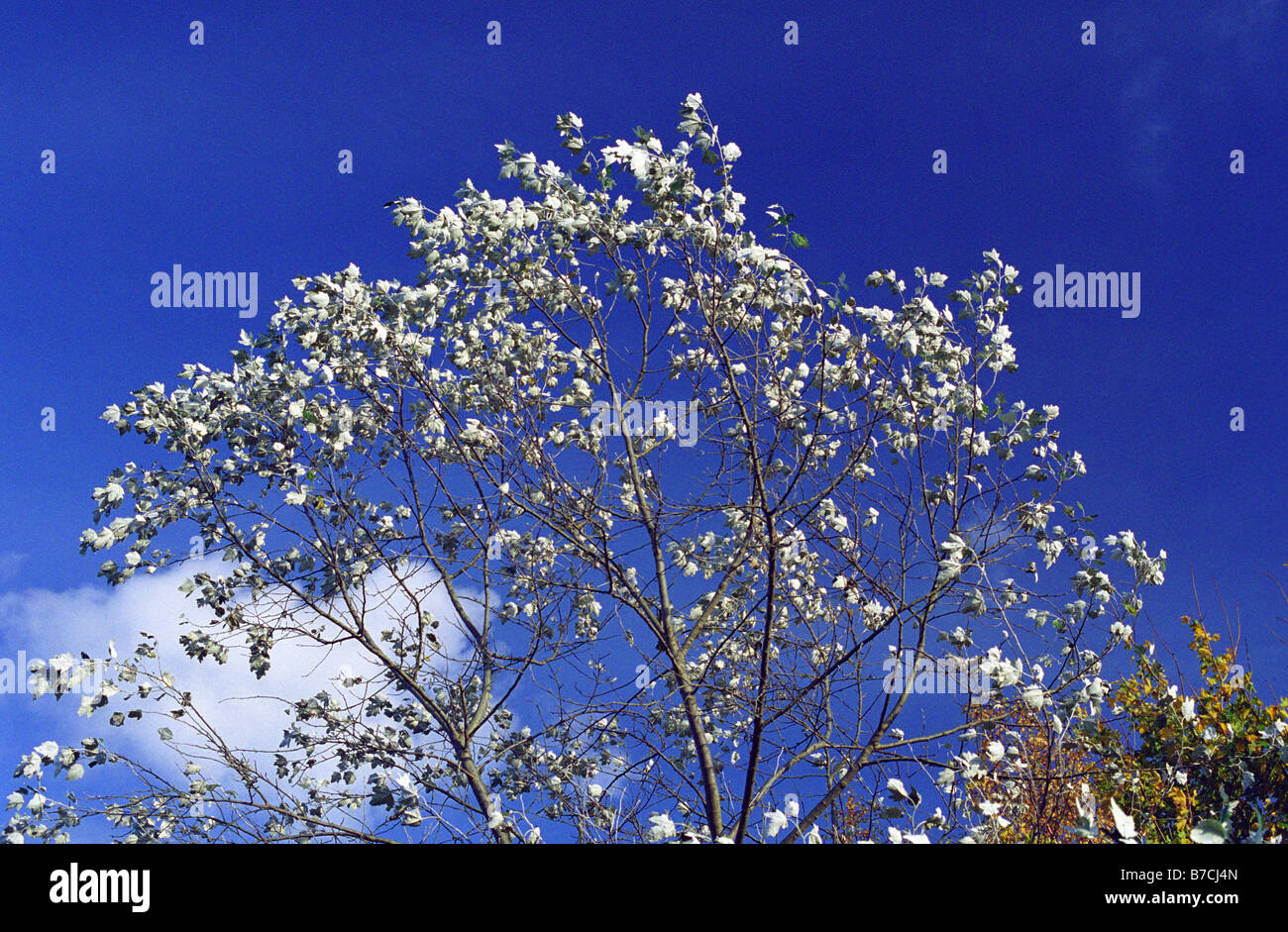 Silver Poplar (White Poplar) Tree, Sankey Valley Park, Warrington, England, Autumn 2008 Stock Photo