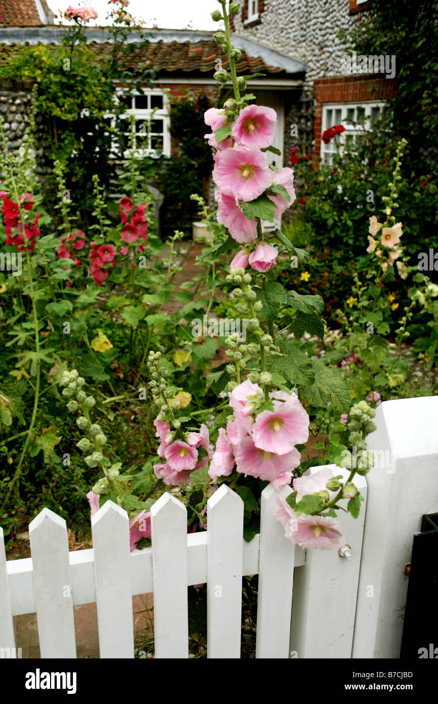 Garden fence with hollyhocks hi-res stock photography and images - Alamy