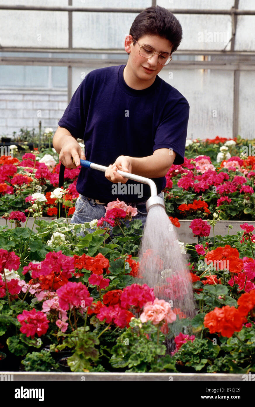 Students tending geraniums at Philadelphia's Saul High School of Agricultural Sciences, Philadelphia, Pennsylvania, USA Stock Photo