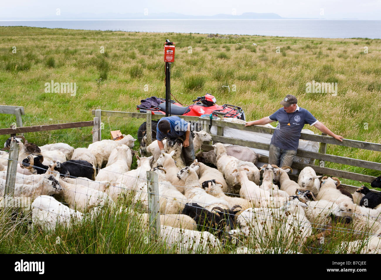 Sheep shearing in the field near North Erradale, north of Gairloch