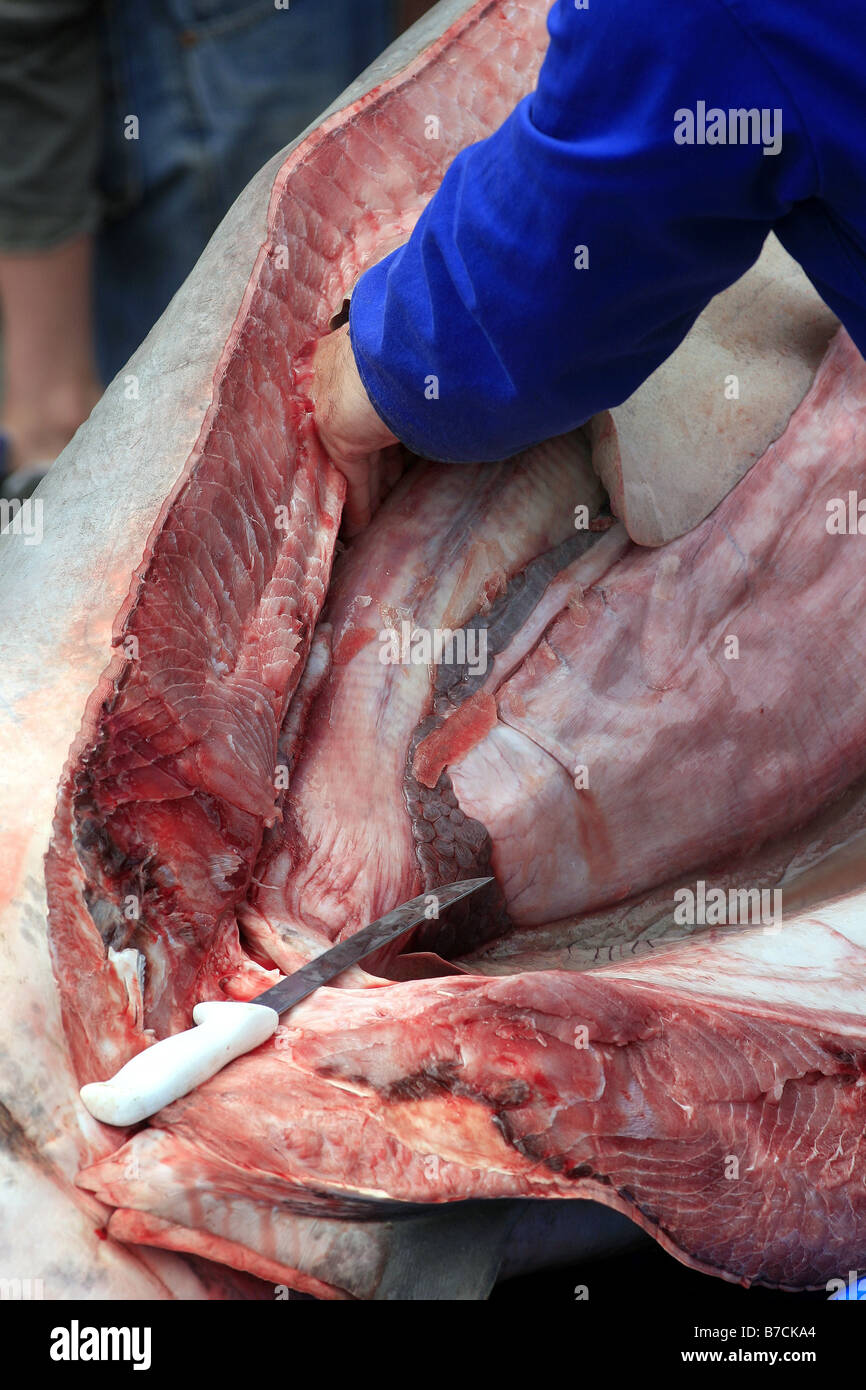 Clinton Duffy, of the Department of Conservation, performs a public dissection of a 3.3m mako shark on Mapua wharf, New Zealand Stock Photo