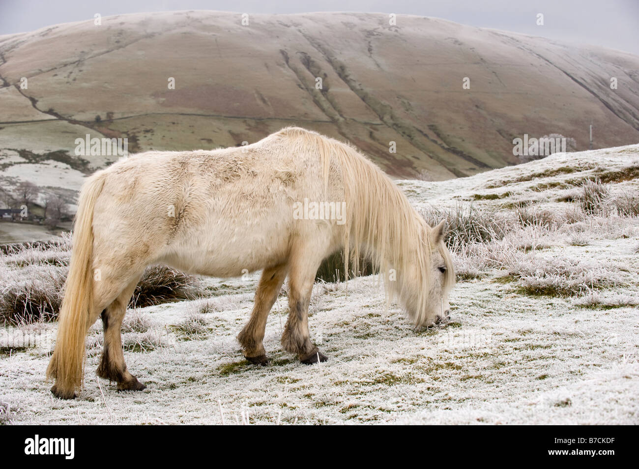 White Fell Pony grazing on snow covered moorland Ravenstonedale Cumbria Stock Photo