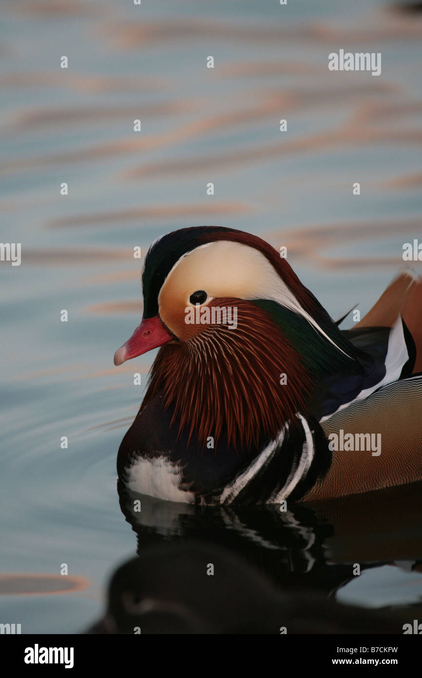 Male Mandarin Duck Aix galericulata Stock Photo - Alamy