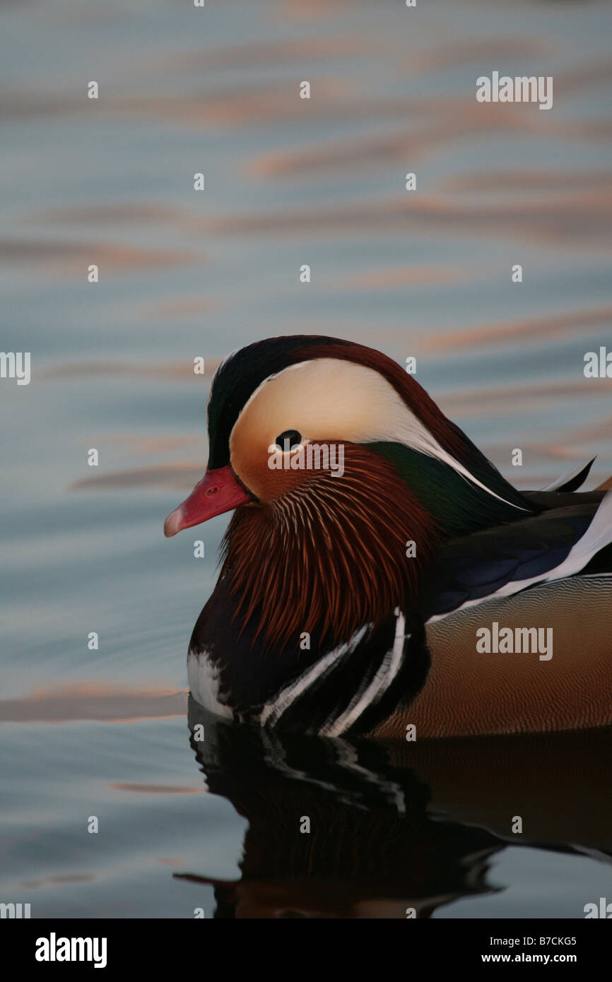 Male Mandarin Duck Aix galericulata Stock Photo - Alamy