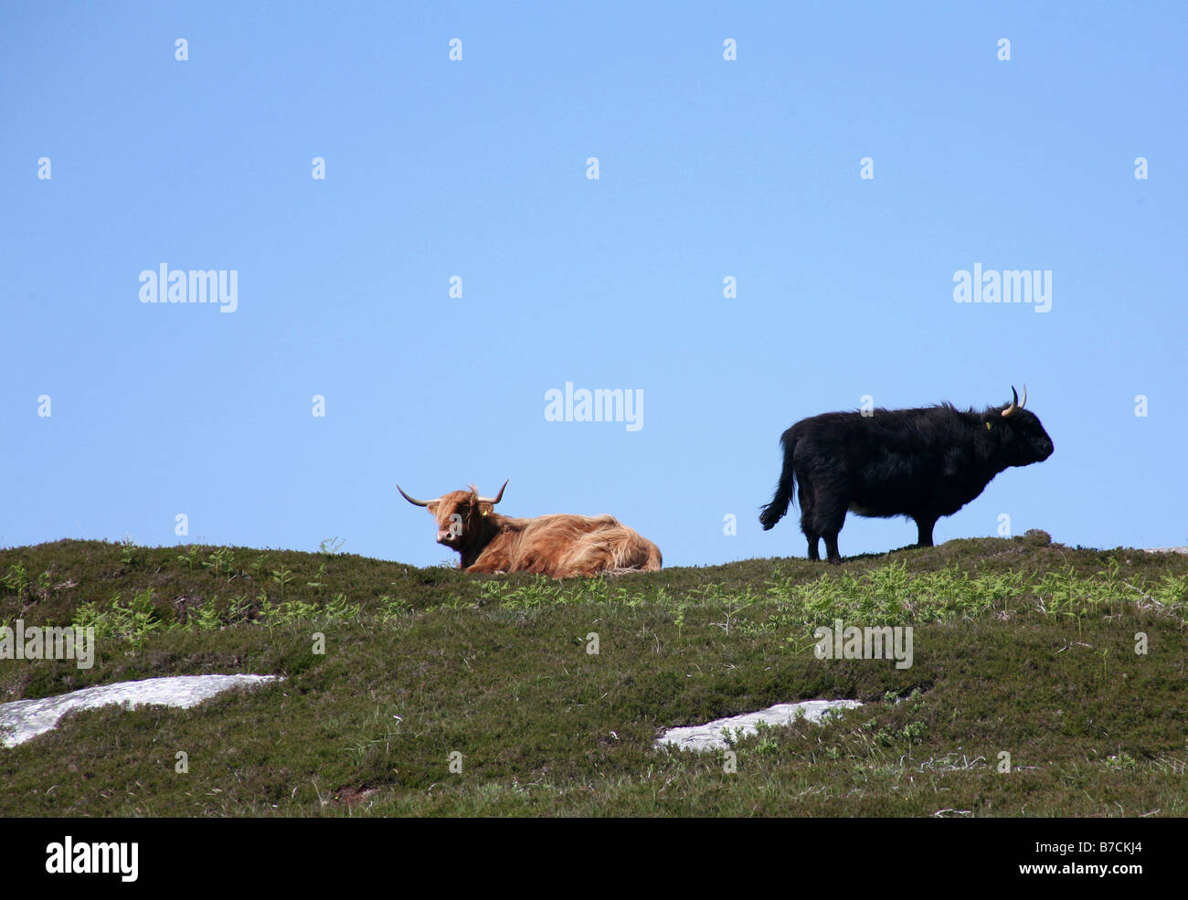 Highland cattle on the island of Coll Inner Hebrides Stock Photo