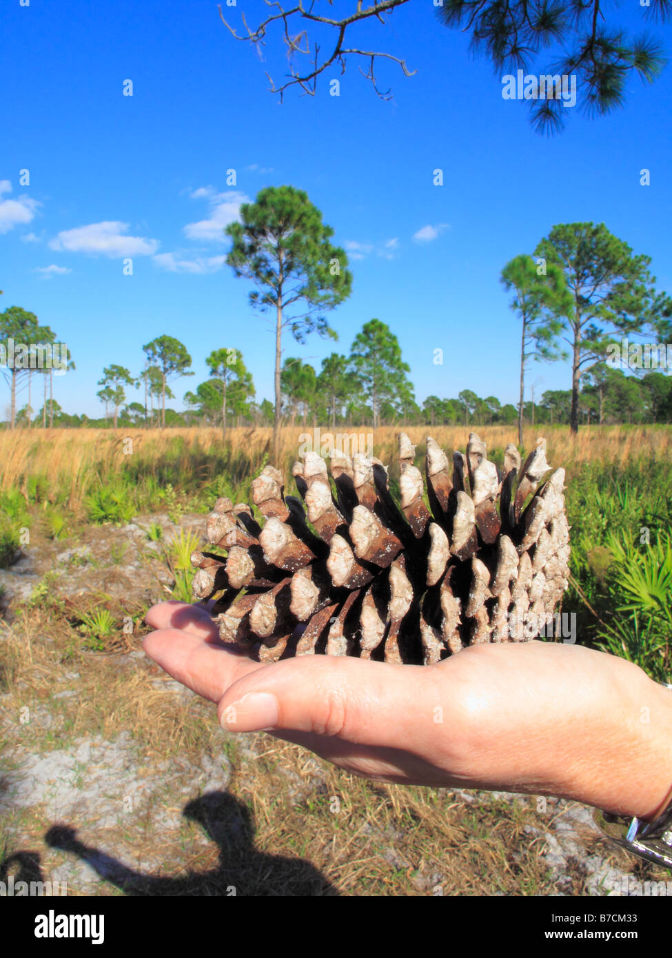 hand holding a slash pine cone in the Florida pine flatwoods Stock Photo