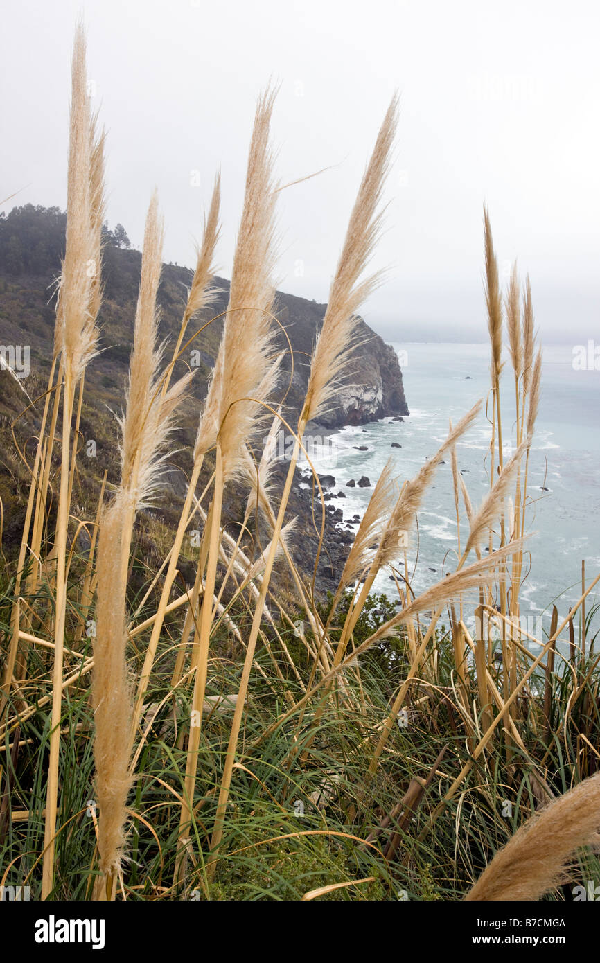 Pampas grass (Cortaderia selloana) grows along the Big Sur coast, including at Lucia, California, USA Stock Photo