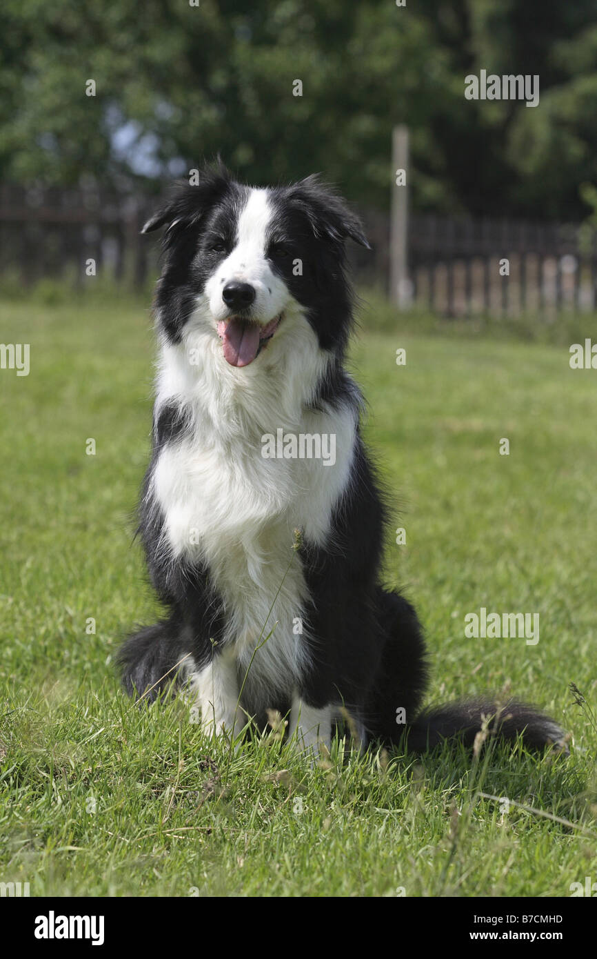 Border Collie (Canis lupus f. familiaris), sitting on a meadow Stock ...